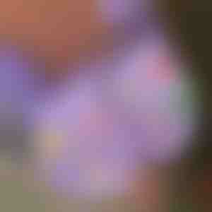 Lichtgevende Kerst schoenbedels (7st) | SHINETAGS