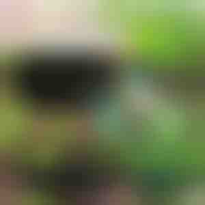 Milieuvriendelijke tuin voor je planten | PLANTIE